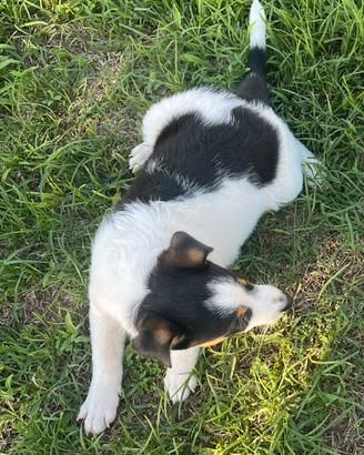 Cagnolini meticcio jack Russell