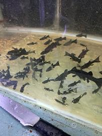 Black molly pesci da acquario