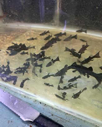 Black molly pesci da acquario