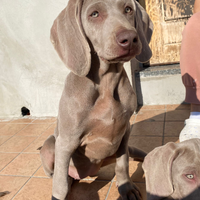 Cuccioli weimaraner