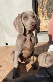 Cuccioli weimaraner