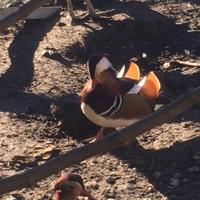 Coppia di Anatra Mandarina