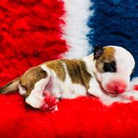 Bull terrier miniature