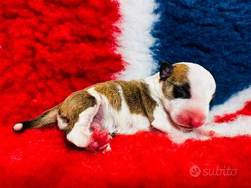 Bull terrier miniature