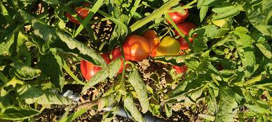 pomodori da conserva
