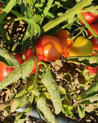 pomodori da conserva