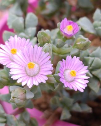 Oscularia deltoides
