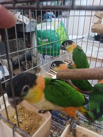 Pappagalli coppie di testa