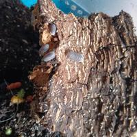 lotto collemboli,dalmatian e penguin