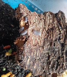 lotto collemboli,dalmatian e penguin