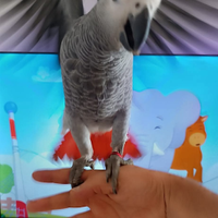 Pappagallo cenerino addestrato