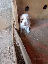 Cucciolo Épagneul breton