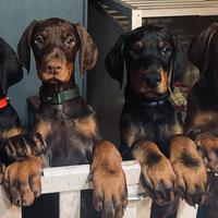 Cuccioli di dobermann di altissimo livello