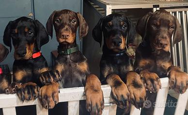 Cuccioli di dobermann di altissimo livello