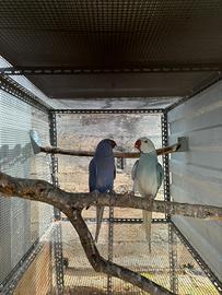 Parrocchetti dal collare cleartail