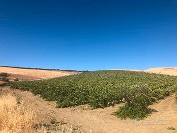 terreno agricolo 