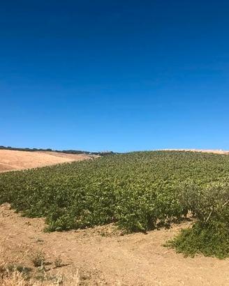 terreno agricolo 