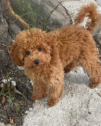 Barboncino toy fulvo cuccioli