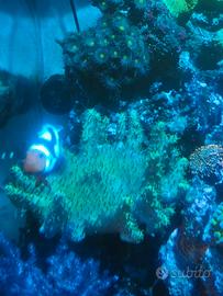 Sarcophyton green
