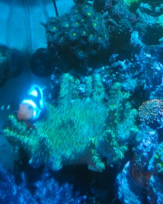 Sarcophyton green