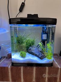 Acquario già avviato