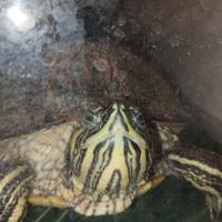 Acquario per tartarughe più tartaruga 