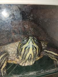 Acquario per tartarughe più tartaruga 