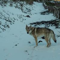 Cane lupo cecoslovacco per accoppiamento