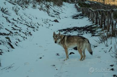 Cane lupo cecoslovacco per accoppiamento