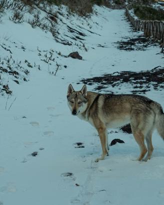 Cane lupo cecoslovacco per accoppiamento