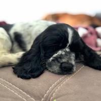 Cocker Spaniel Inglese