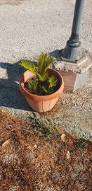 Piante