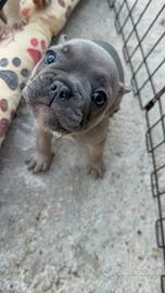 Bulldog francese