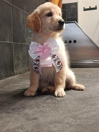 Cucciola golden retriever