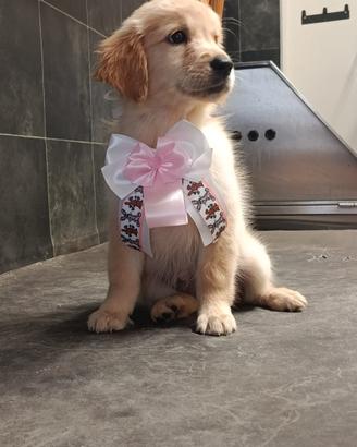 Cucciola golden retriever
