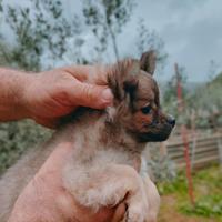 Chihuahua toy