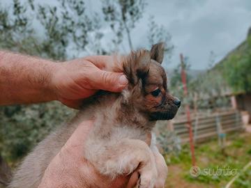 Chihuahua toy