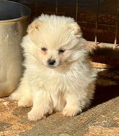 Cucciolo Volpino maschio