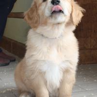 Cuccioli Golden Retriever