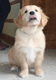 Cuccioli Golden Retriever