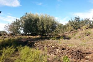 Ragalna - terreno agricolo 6.000 mq id: ra035t