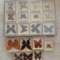 collezione di farfalle vere 