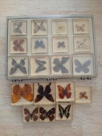 collezione di farfalle vere 