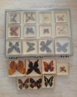 collezione di farfalle vere 