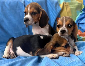 Cuccioli di Beagle elisabhet