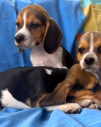 Cuccioli di Beagle elisabhet
