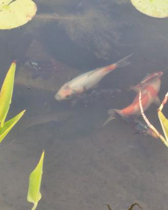 2 carpe koi da circa 40 cm