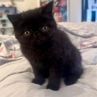 Gatto Persiano British FEMMINA