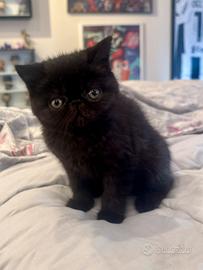 Gatto Persiano British FEMMINA