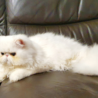 Gatto persiano ipertipico maschio